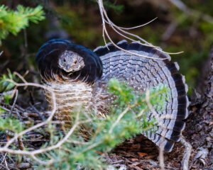 Read more about the article The Ruffed Grouse in Bridger-Teton National Forest: A Masterpiece of Nature’s Palette