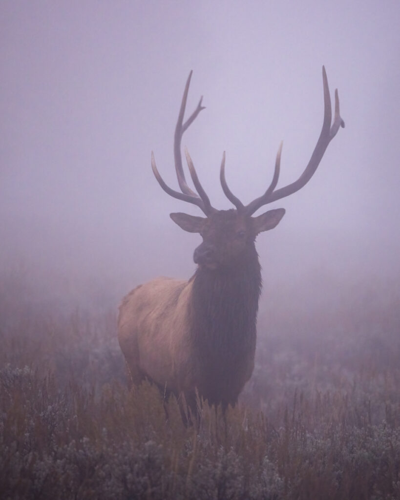 This photographic portrait captures a bull elk standing amidst heavy fog, its majestic antlers rising prominently against the misty backdrop. The thick fog creates a soft, ethereal atmosphere, enveloping the elk and blurring the distant landscape. In the foreground, a layer of weeds and grasses adds texture and depth, their forms partially obscured by the haze. The muted, natural tones of the scene highlight the elk's strong, graceful presence, making it the focal point of this tranquil, mist-shrouded setting.