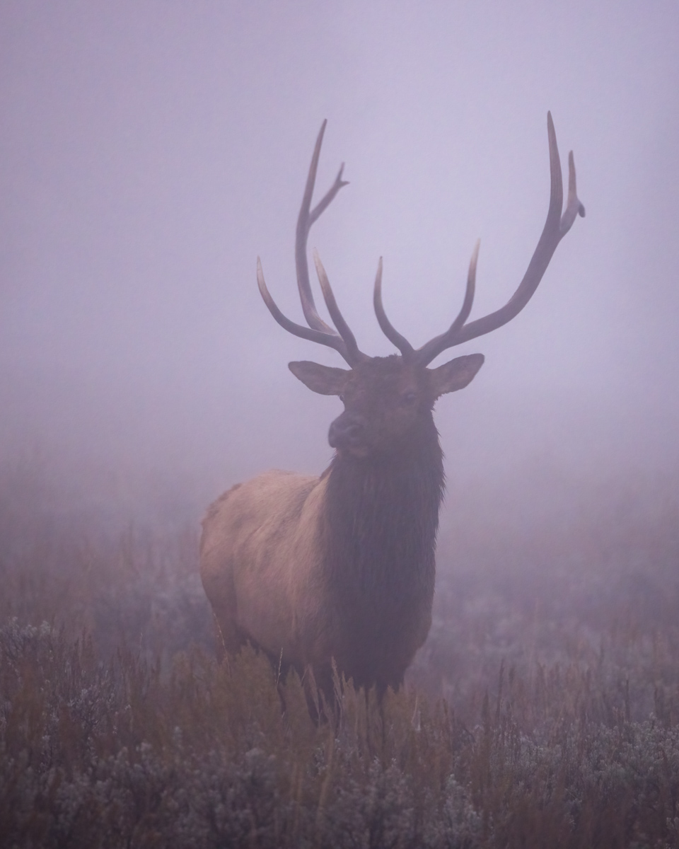 Read more about the article Majesty in the Mist: A Bull Elk Encounter in Grand Teton National Park