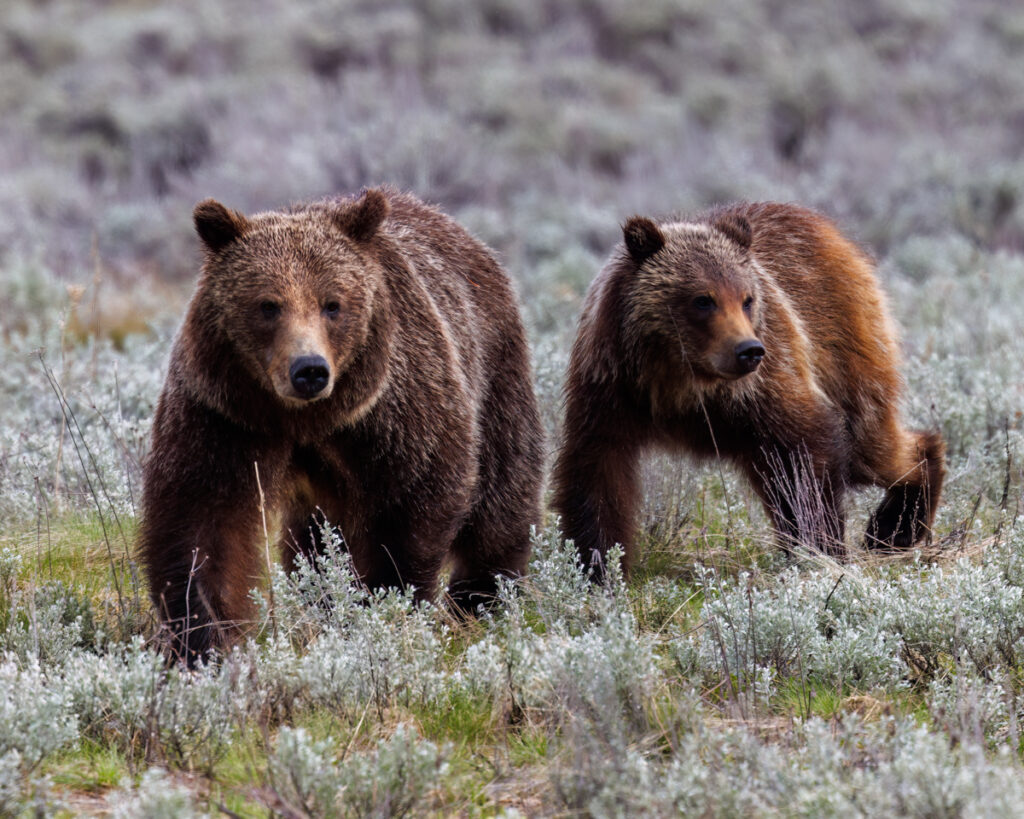 Grizzly bears 399 & Spirit, walking through a field of sagebrush in their natural habitat. The bears are captured in mid-stride, showcasing their powerful builds and thick, brown fur, which glistens slightly in the soft light. Image by Aaron J Hill Photography. Grand Teton National Park, Jackson Hole, Wyoming, May 2024.