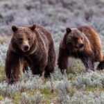 Grizzly 399 and Spirit: Trekking the Sage