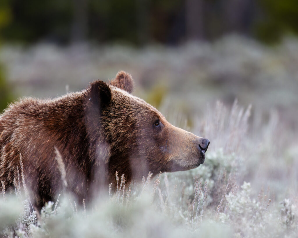 This striking photograph captures a close-up side profile of Grizzly Bear 399 in her natural habitat. The bear's rich brown fur is beautifully detailed, with individual hairs visible, adding texture and depth to the image. The bear's head is turned slightly to the right, its nose lifted as if sniffing the air, highlighting the keen sense of smell these creatures possess. Image by Aaron J Hill Photography. Grand Teton National Park, Jackson Hole, Wyoming, May 2024.