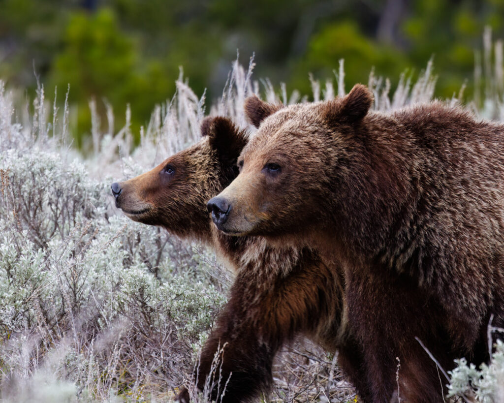 This captivating photograph features Grizzly bear 399 and her yearling cub Spirit walking side by side through a field of sagebrush. The bears are captured in profile, their heads turned slightly to the left, creating a striking parallel composition. Their thick, brown fur appears rich and textured, reflecting the natural light and emphasizing the details of their coats. Image by Aaron J Hill Photography. Grand Teton National Park, Jackson Hole, Wyoming, May 2024.