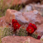 The Beauty of Desert Blooms