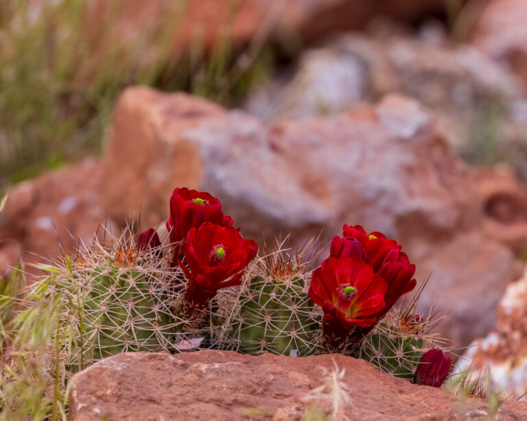 Vibrant red claret cup cactus flowers blooming among rocky desert terrain, surrounded by soft green grass and earthy red stones.