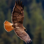 Capturing a Red-Tailed Hawk in Bridger-Teton National Forest