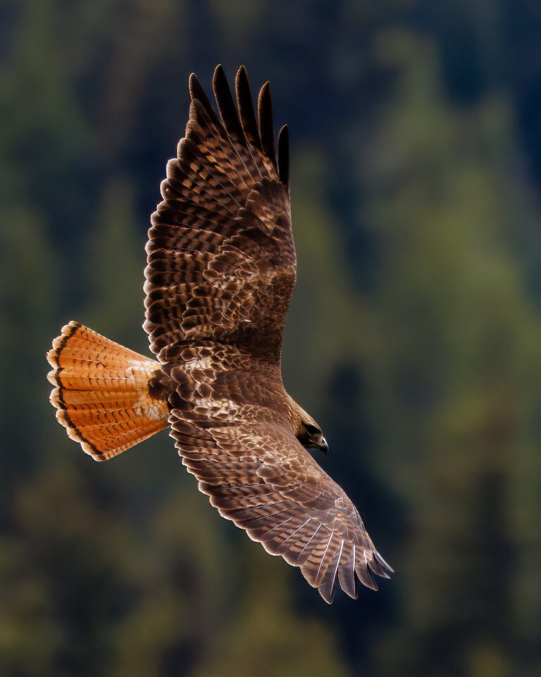 Red-tailed hawk soaring gracefully with its wings fully extended, displaying intricate brown and orange feather patterns, against a blurred forest backdrop.