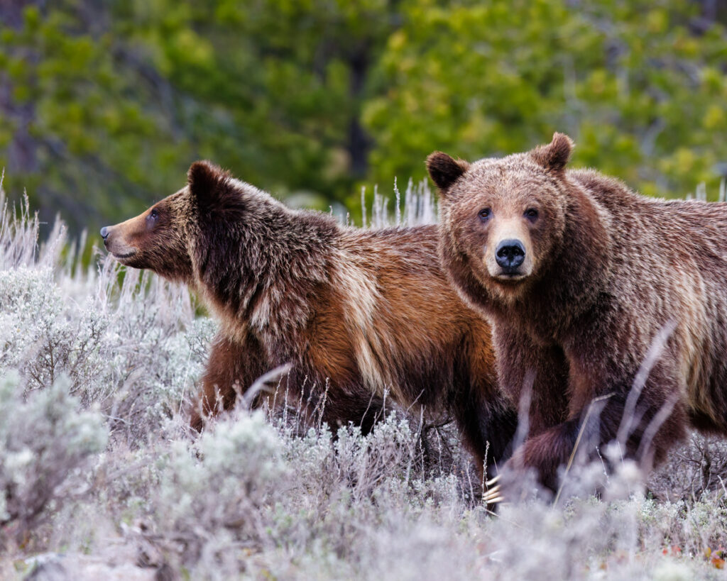 This photo features Grizzly Bear 399 and her cub, Spirit, exploring near Signal Mountain in Grand Teton National Park. The cub appears inquisitive, glancing off to the side, while 399 looks directly at the camera, her gaze calm and steady. The contrast between their rich, brown coats and the light sagebrush creates a natural frame that beautifully highlights their presence in the wild. This image captures a special moment between mother and cub as they navigate the landscape together.