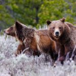 Grizzly 399 and Spirit: Teton Legends