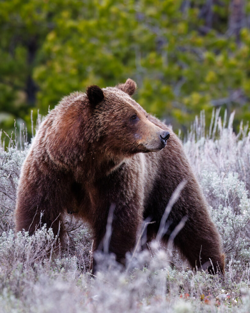 In this photograph taken in Grand Teton National Park, Grizzly 399 stands alert amidst the sagebrush, her muscular frame and thick brown coat blending into the natural surroundings. Her head is turned to the side, showcasing her iconic profile against a backdrop of green pine trees. This image captures her strength and presence as the park's most famous grizzly.