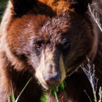 Cinnamon Black Bear in Yellowstone National Park