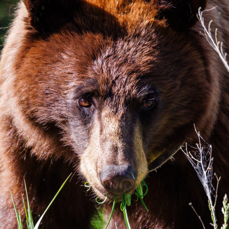 A close-up photograph of a cinnamon-colored black bear grazing on green grass in Yellowstone National Park, with sunlight highlighting its warm fur and intense gaze.