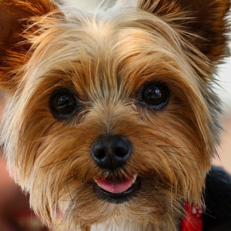 Close-up of a Yorkshire Terrier with a happy expression, showcasing its bright eyes, wet nose, and fluffy tan-and-black fur. The dog's red collar is partially visible.