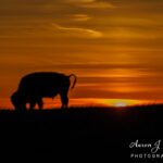 Bison on the Prairies of Badlands National Park