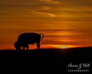 Read more about the article Bison on the Prairies of Badlands National Park