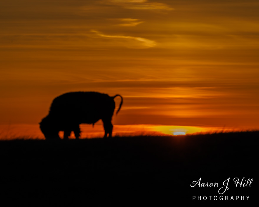 You are currently viewing Bison on the Prairies of Badlands National Park