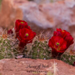 The Beauty of Desert Blooms