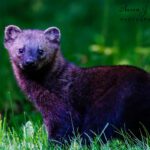 Meet the Fisher (Pekania pennanti): A Mysterious Forest Hunter