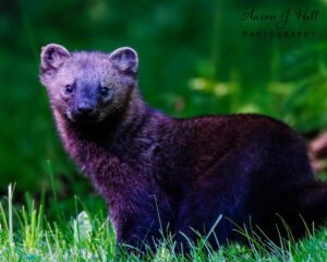 Read more about the article Meet the Fisher (Pekania pennanti): A Mysterious Forest Hunter