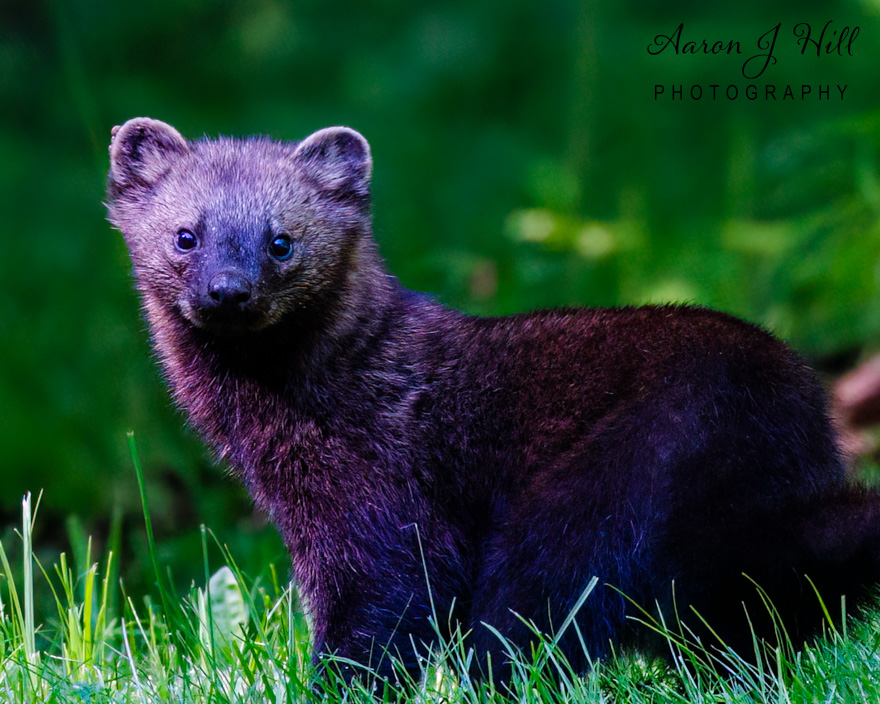 You are currently viewing Meet the Fisher (Pekania pennanti): A Mysterious Forest Hunter