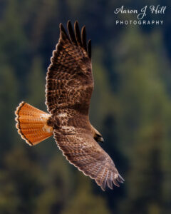 Read more about the article Capturing a Red-Tailed Hawk in Bridger-Teton National Forest