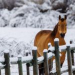 Equine Photography: Capturing and Creating Stunning Horse Portraits