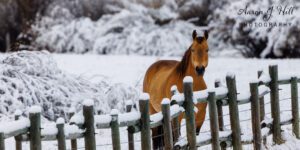 Read more about the article Equine Photography: Capturing and Creating Stunning Horse Portraits