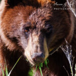 Cinnamon Black Bear in Yellowstone National Park