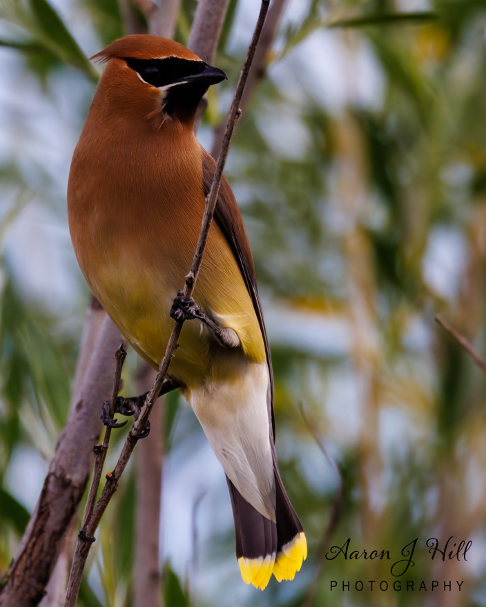 You are currently viewing Cedar Waxwings: Identifying, Attracting, and Understanding These Elegant Birds