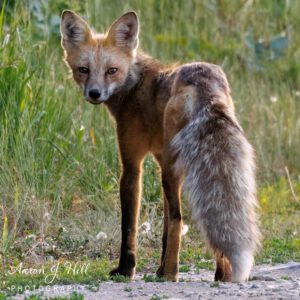 Read more about the article The Red Fox: A Fascinating Look at One of Nature’s Most Adaptable Predators