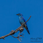 Mountain Bluebirds Comprehensive Guide To: Habitat, Diet, Breeding, and Photography Tips