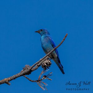 Read more about the article Mountain Bluebirds Comprehensive Guide To: Habitat, Diet, Breeding, and Photography Tips