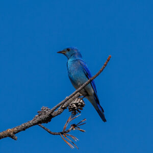 Read more about the article Mountain Bluebirds Comprehensive Guide To: Habitat, Diet, Breeding, and Photography Tips