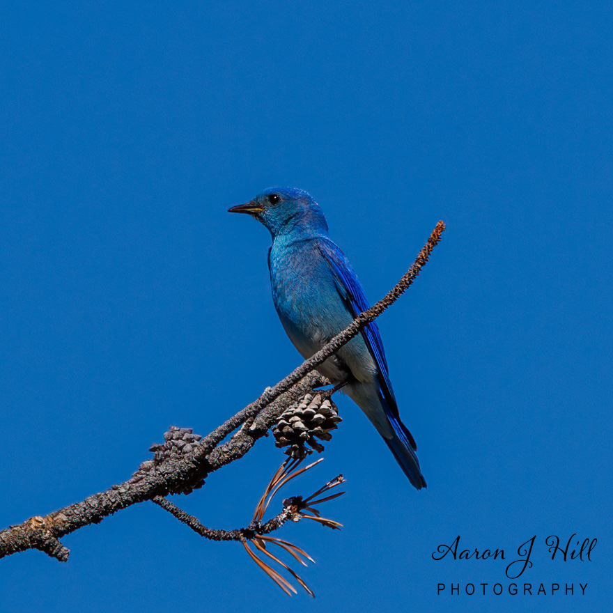 You are currently viewing Mountain Bluebirds Comprehensive Guide To: Habitat, Diet, Breeding, and Photography Tips