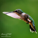 How to Feed Hummingbirds: Sugar Water Recipe, Tips, Common Mistakes & Free Recipe Download