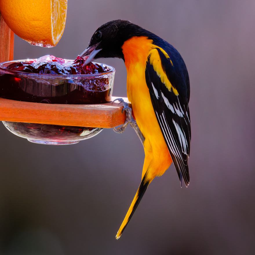 A vibrant Baltimore Oriole perched on a wooden feeder, eating dark red jelly from a glass dish.