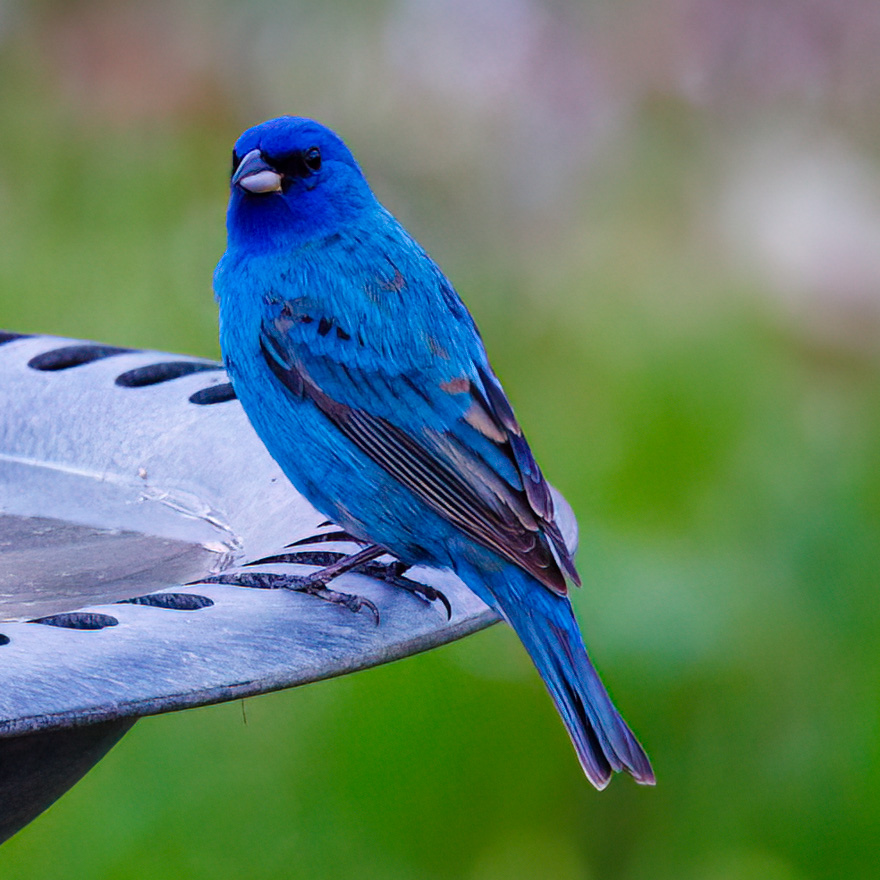 Indigo Bunting bird perched on a birdbath with green blurred background.