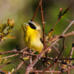 Common Yellowthroat: A Guide for Birdwatchers and Photographers