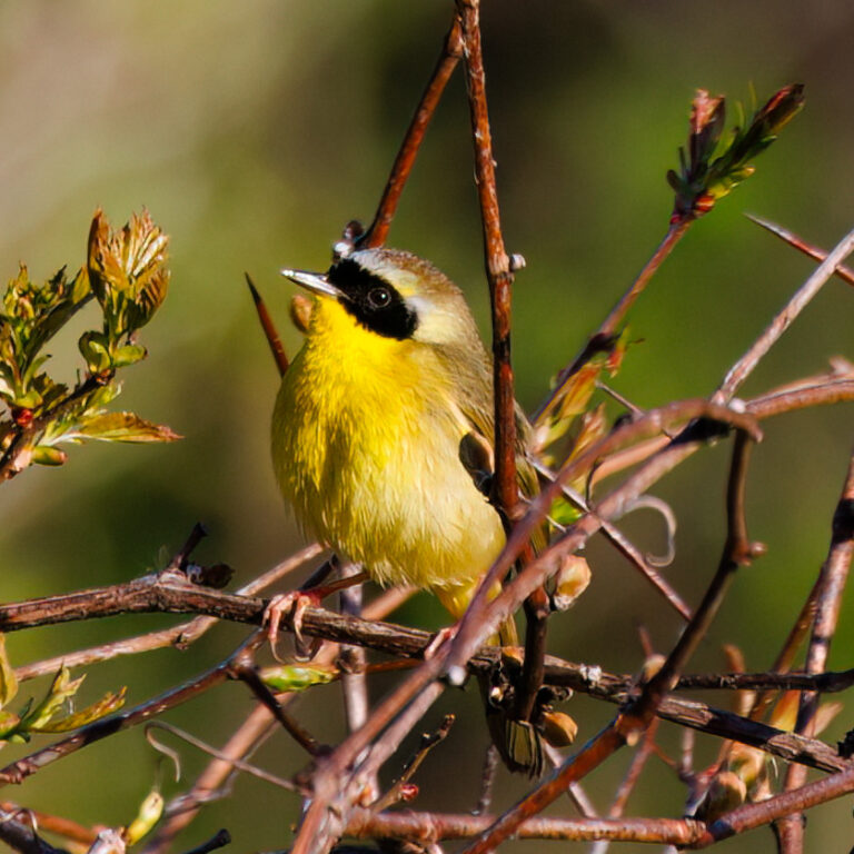 Male common yellowthroat perched on a thin branch in spring, showing bright yellow chest, olive back, and black facial mask with a pale eyebrow line.