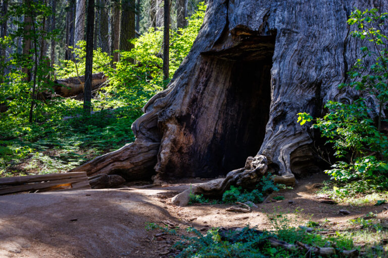 The Dead Giant Tunnel Tree in Tuolumne Grove, Yosemite National Park — a massive, hollowed-out giant sequoia with its weathered bark and large opening, surrounded by lush green forest vegetation and dappled sunlight.
