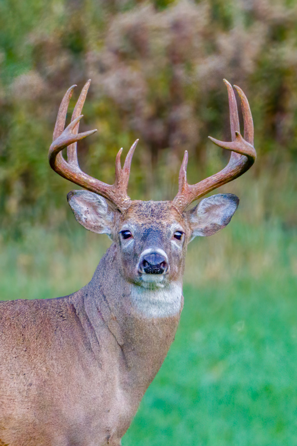 Rutting-White-tailed-buck
